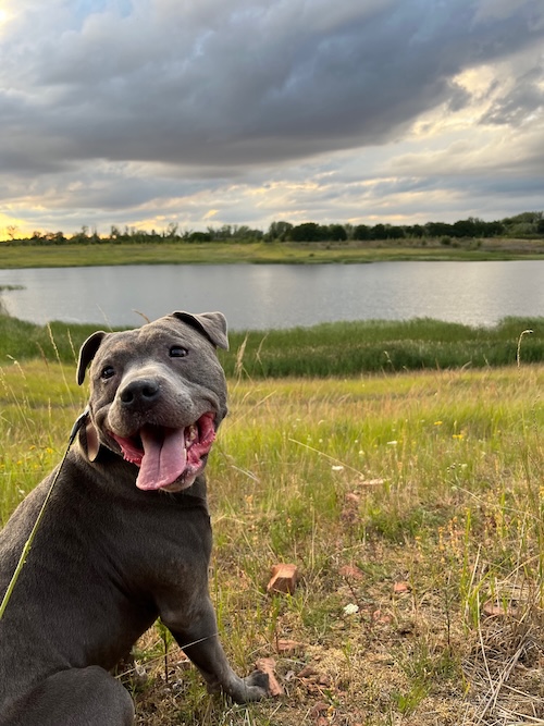 Dog walking client dog in Broughton, Milton Keynes